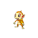 chimchar