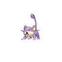 rattata