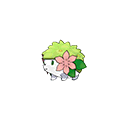 shaymin